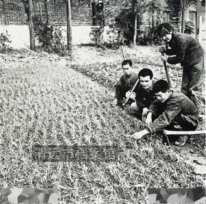 1974年11月，连县农技人员引种的墨西哥小麦