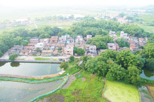 清城传统村落：石角镇马头行政村——竹园村